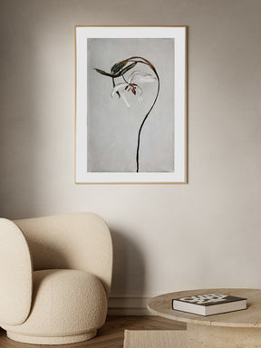 Dried Tulip Poster