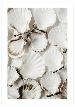 Sea Shells Poster