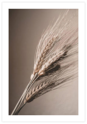 Wheat Straw Poster - KAMAN