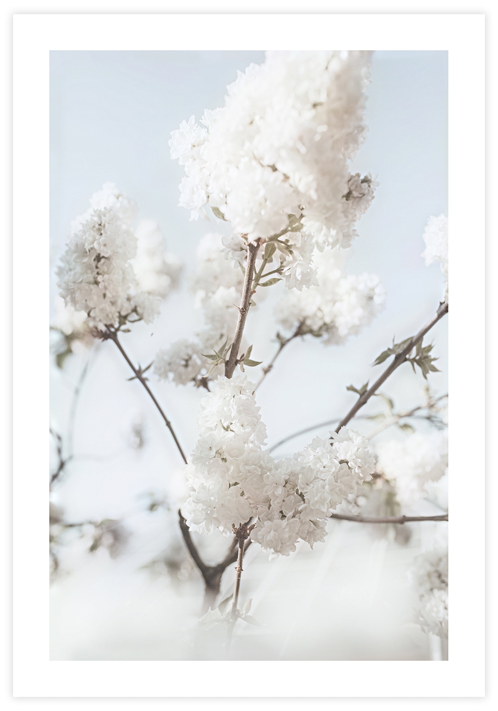Blooming White Poster