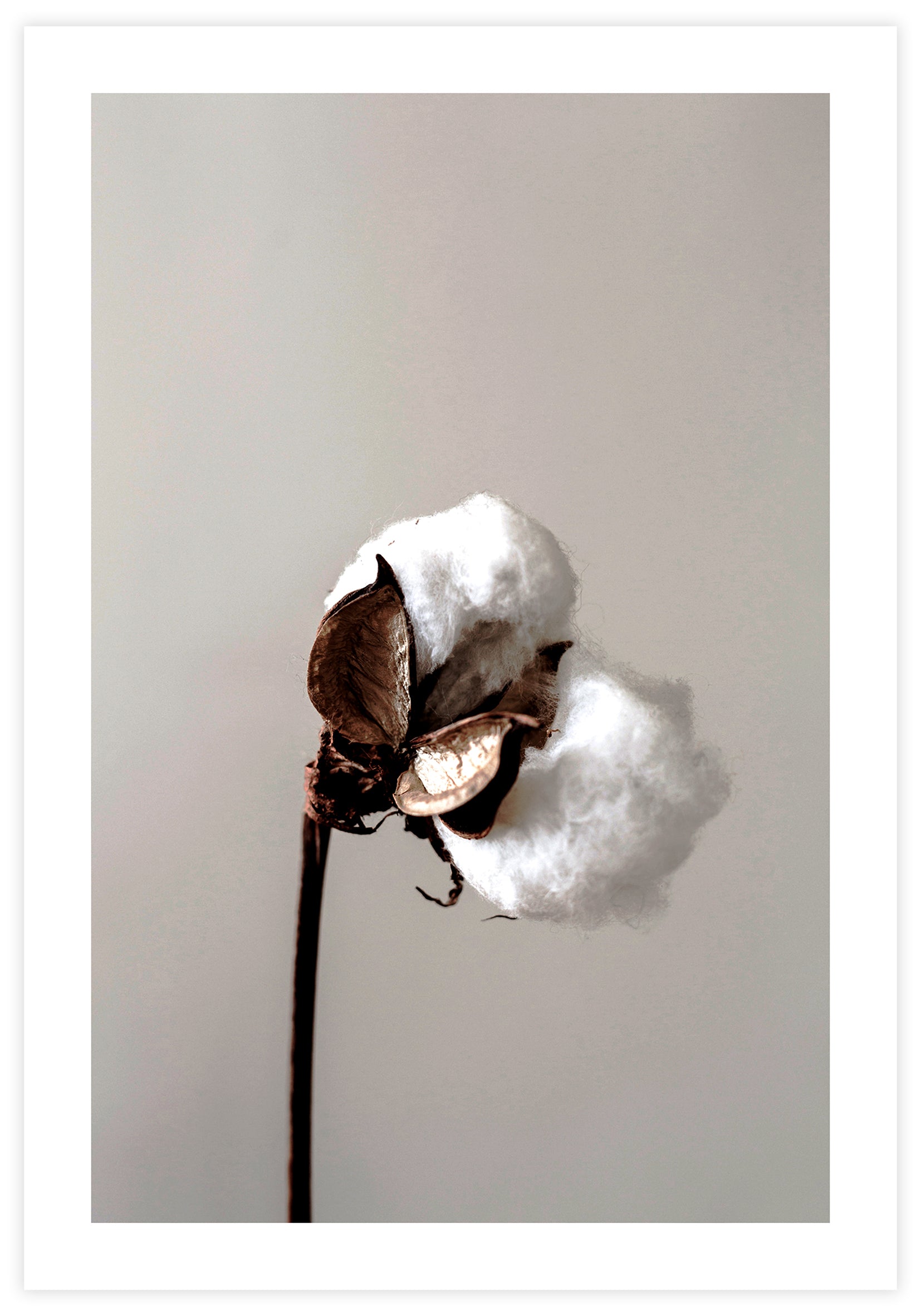 Cotton Plant Poster - KAMAN