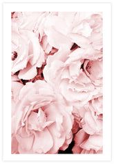 Pink Roses Poster - KAMAN