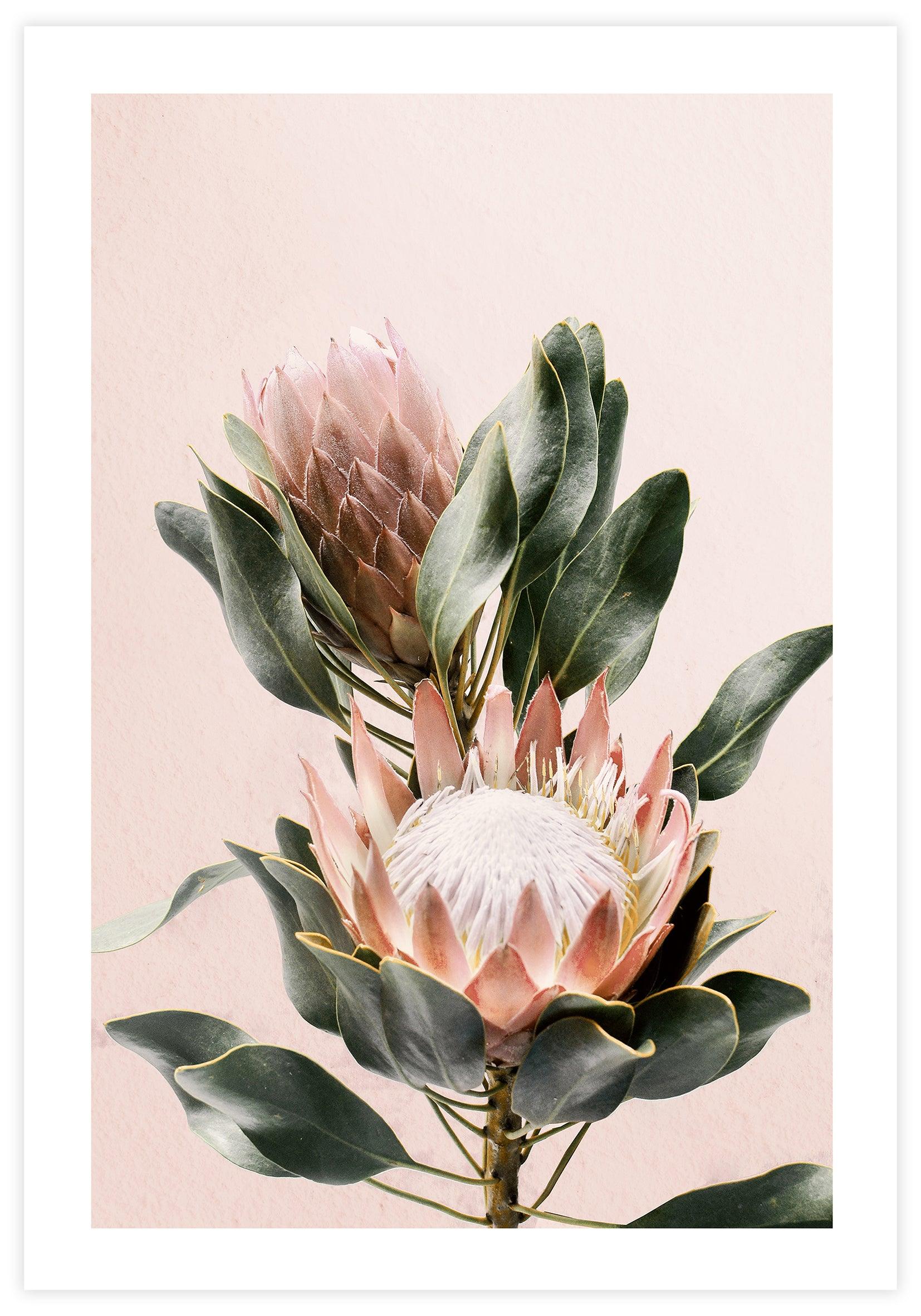 Protea Flowers Poster - KAMAN
