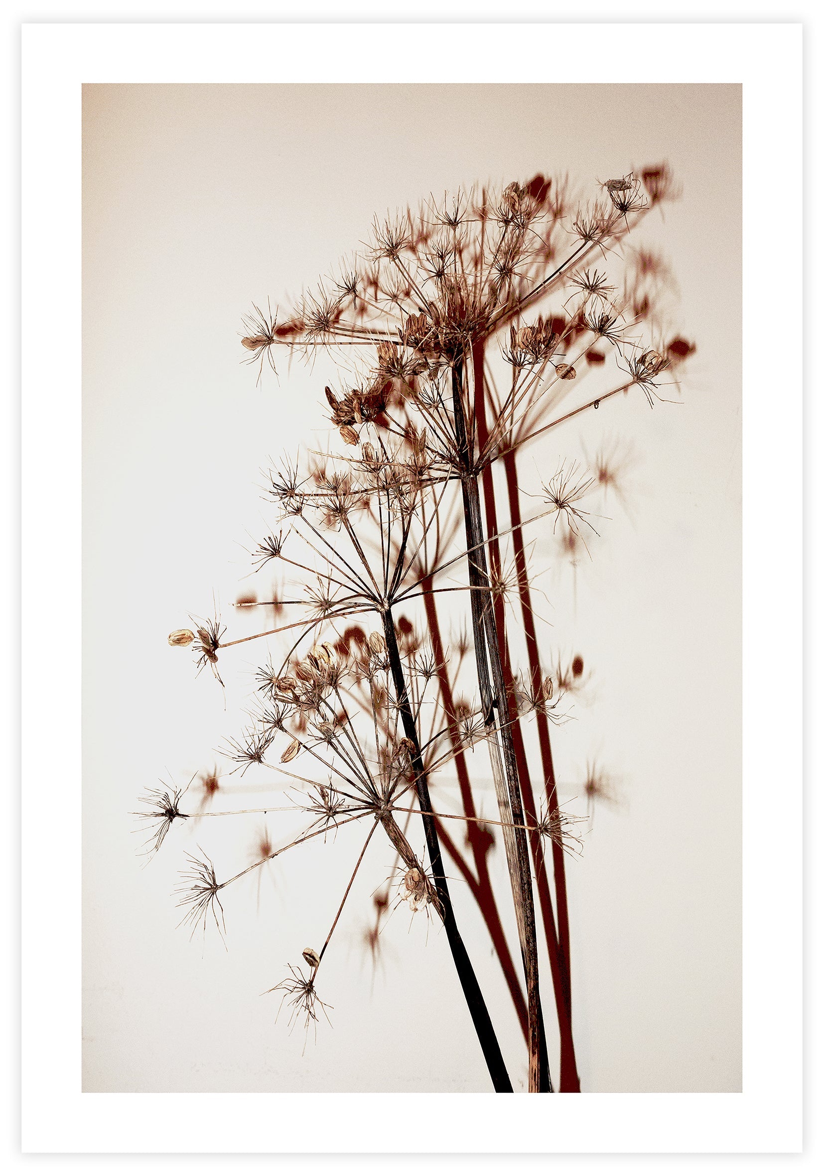Dried Flowers Poster - KAMAN