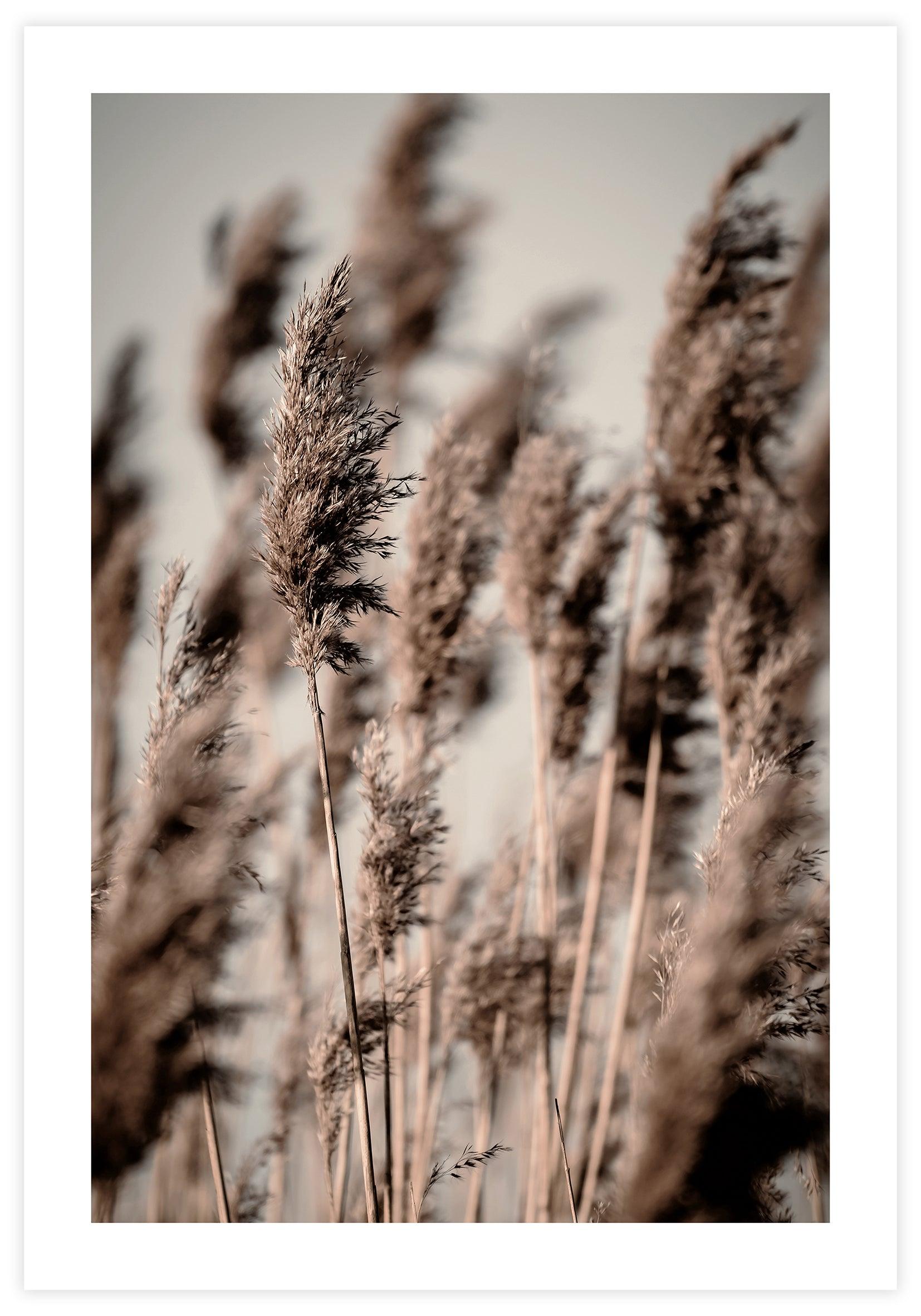 Reed Grass Poster - KAMAN