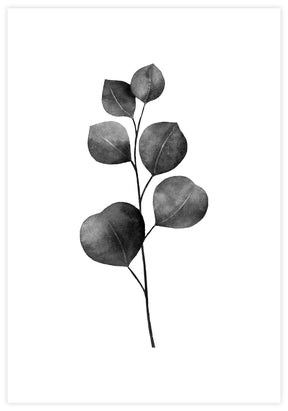Eucalyptus Plants Poster - KAMAN