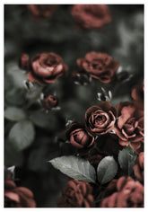 Roses In Garden Poster - KAMAN