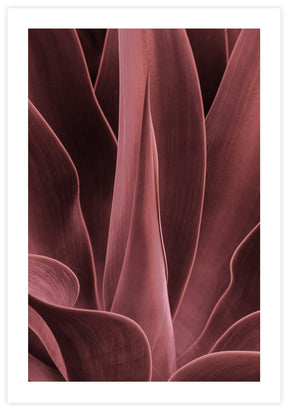 Red Agave Poster
