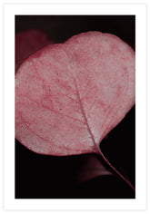 Red Eucalyptus Closeup Poster